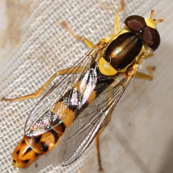 Sphaerophoria scripta